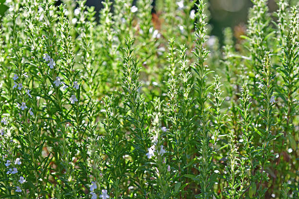 istock savory in summer with leaves and flowers 2227688049