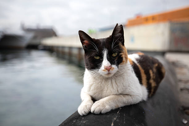 Cat image on the streets of Istanbul