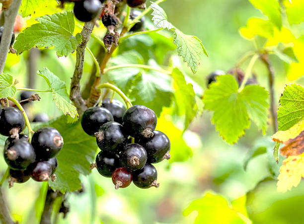 istock Ripe black currant close-up on a branch in an orchard. 2227691446