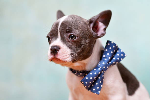 Cute pied French Bulldog puppy with bow tie in front of studio background