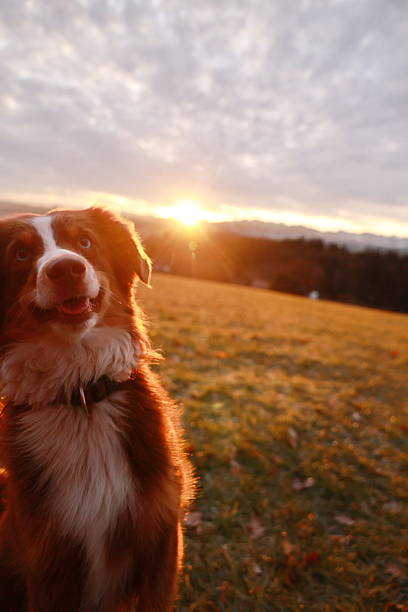 istock A dog is standing in a field with the sun shining on it 2227694004