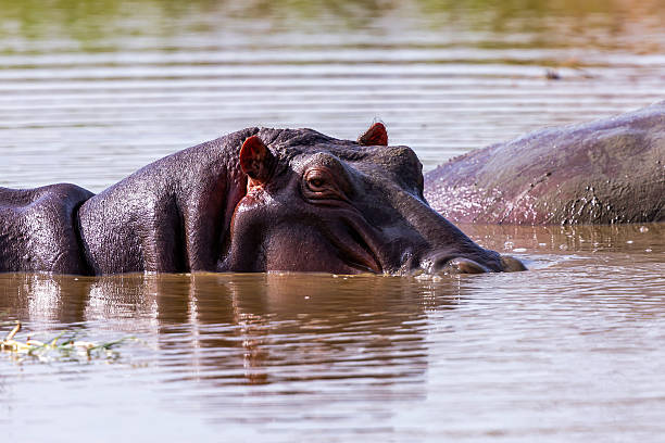 istock Hippopotamus Floating in Water in the Wild 2227695901