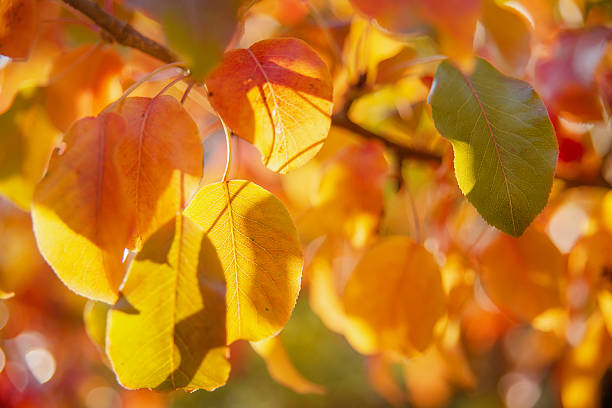 Autumn with sun