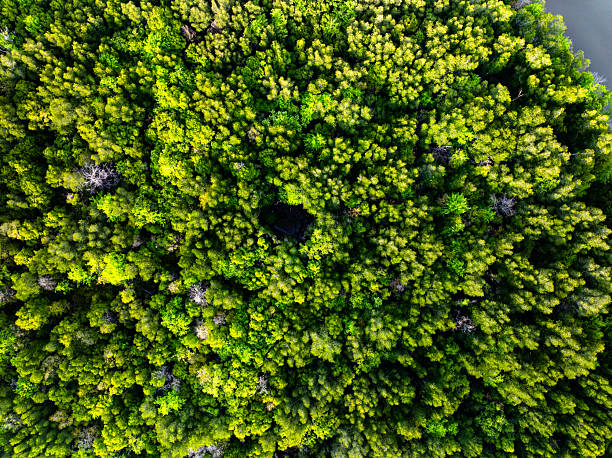 istock Drone view Mangrove forest trees in Thailand 2227696474