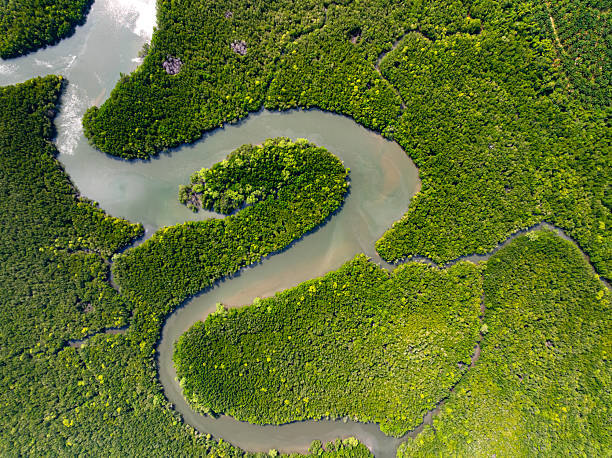 istock Drone view Mangrove forest trees in Thailand 2227696500