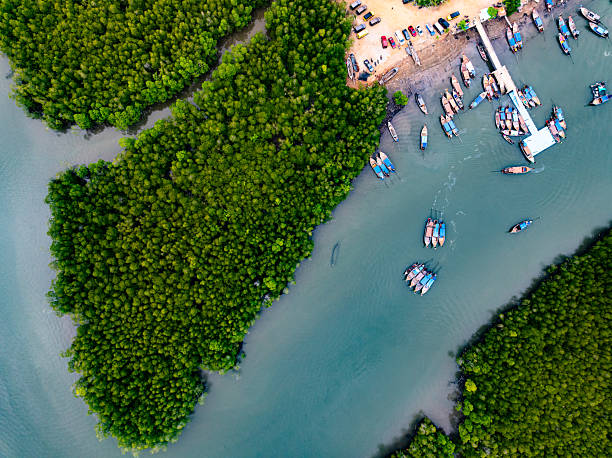 istock Drone view Mangrove forest trees in Thailand 2227696517