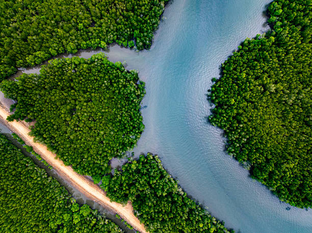 istock Drone view Mangrove forest trees in Thailand 2227696541