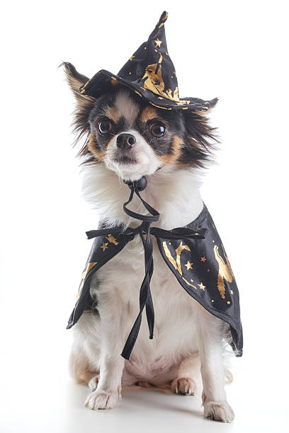 istock A small Chihuahua dog dressed up as a witch with white background 2227699043