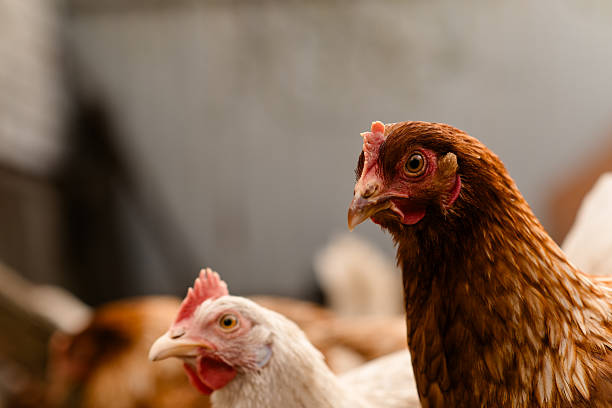 istock chickens walk in a pen in the village 2227699655