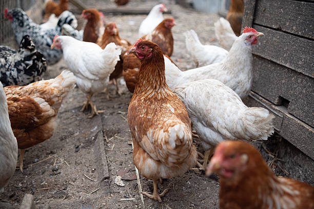 istock chickens walk in a pen in the village 2227700090