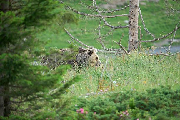 istock Grizzly bear in a lush meadow 2227700468