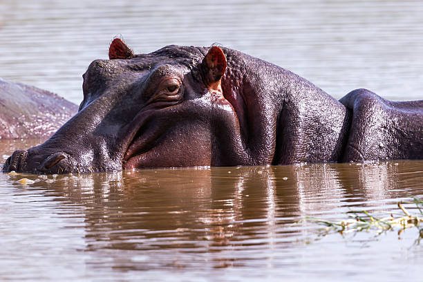 istock Hippopotamus Floating in Water in the Wild 2227700762