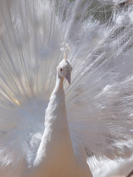 istock A beautiful white peacock with its wings spread 2227702525
