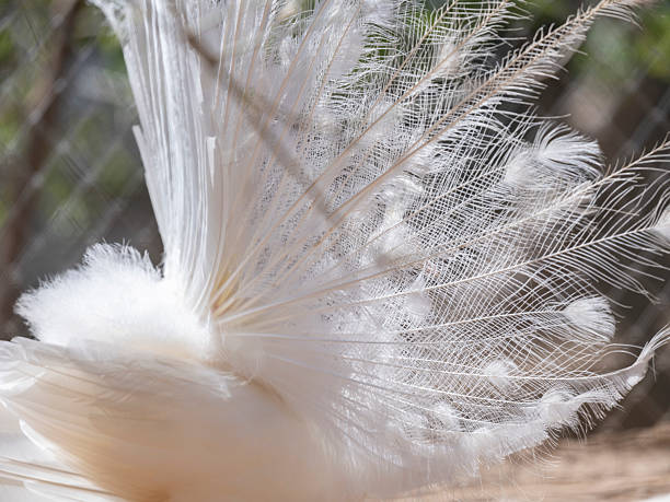 A close-up view of delicate white peacock feathers