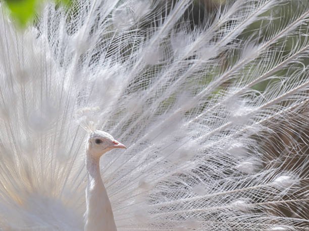istock A beautiful white peacock with its wings spread 2227702636