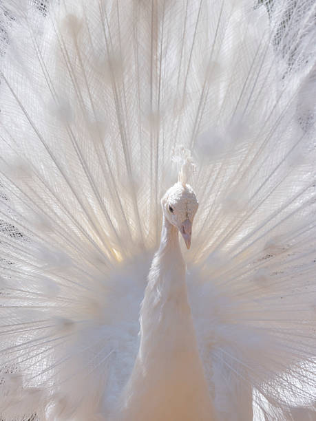 istock A beautiful white peacock with its wings spread 2227702916