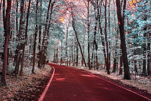 Infrared capture of a winding road in Michigan's Tunnel of Trees during fall 2017, showcasing a surreal forest landscape.