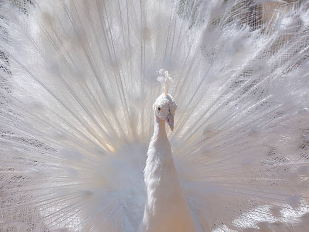 istock A beautiful white peacock with its wings spread 2227703148