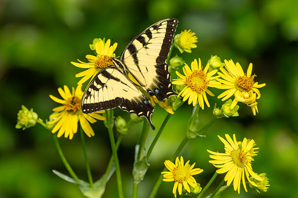 istock An eastern swallowtail butterfly feeding on a yellow flower 2227705214