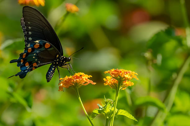 istock A pipevine butterfly feeding a flower 2227705251