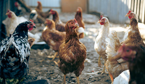 istock Chickens foraging in a rustic farmyard setting during a sunny afternoon, showcasing various breeds in a lively outdoor environment 2227705275