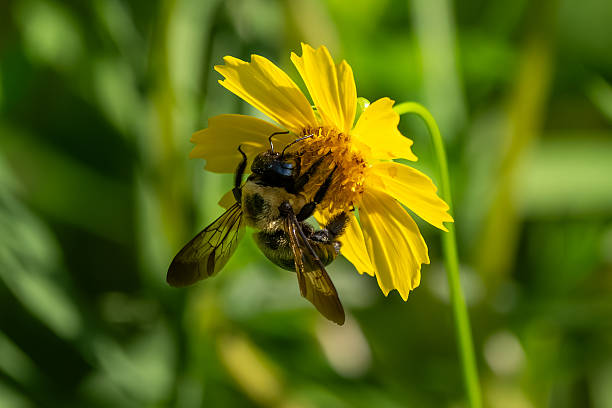 istock A bee feeding on a yellow cosmos flower 2227705318