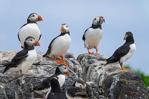 istock Puffins on clifftops on Inner Farne, Farne Islands, Northumberland, UK 2227705590
