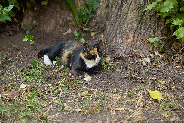 A serene calico cat is lounging peacefully and contentedly by a tall tree in a lush, vibrant garden setting