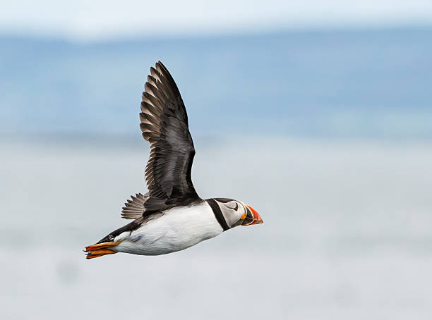 istock Puffin, Farne Islands 2227705984