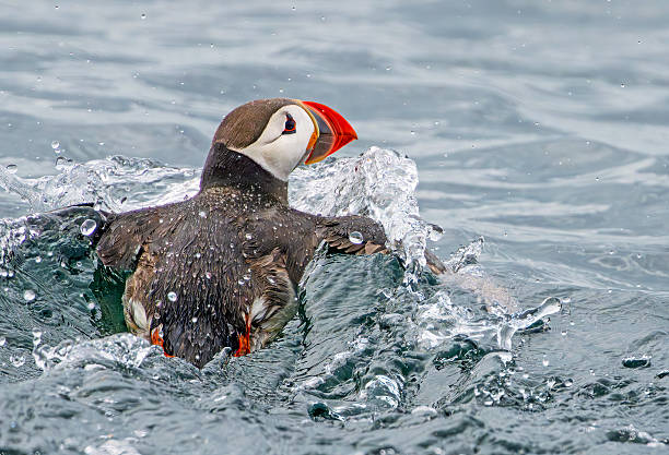 istock Puffin, Farne Islands 2227706005