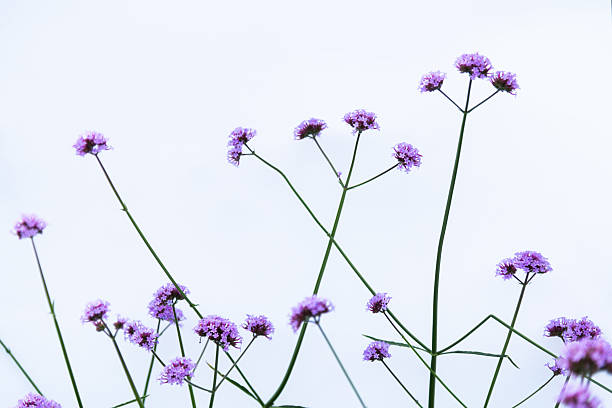 Purple verbena flowers on white background