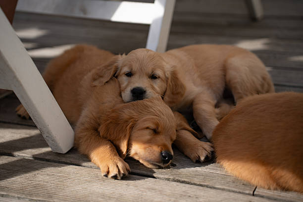 newborn golden retriever puppies sleeping at home on the floor