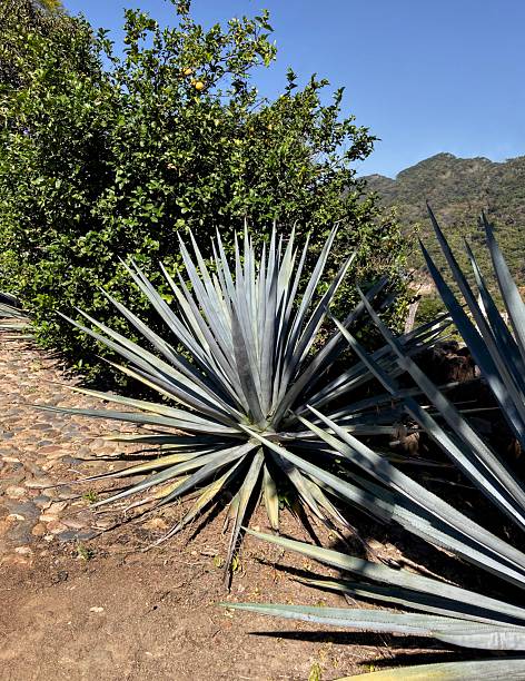 istock Agave Plant in Mexico 2227707389