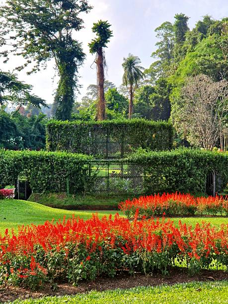 istock tropical plants in Botanical Garden in Kandy 2227707473