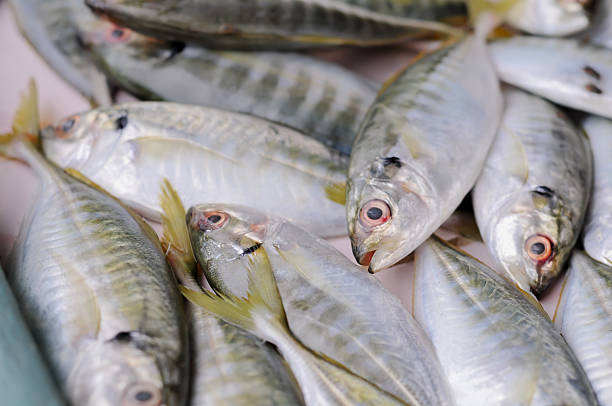 istock fresh fish on the market 2227707596