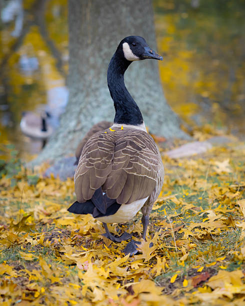 istock A goose looking back in the northeastern united states 2227707848