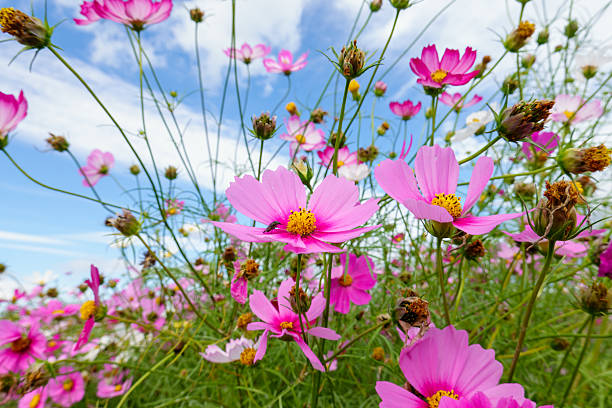 istock Vibrant Cosmos Flowers Dancing Under a Blue Sky 2227708773