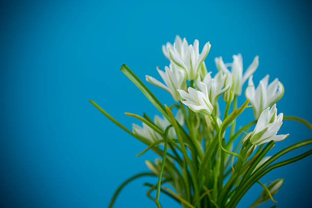 Bunch of spring snowdrops on a blue background.