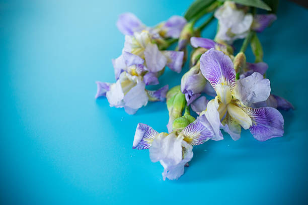 Close-up of purple Siberian iris