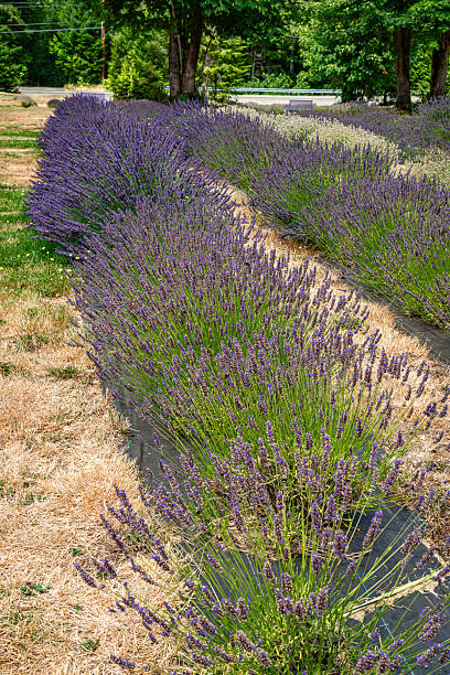 istock Lavender_Field_Close-up 8 2227713237