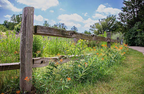 istock Butterfly Milkweed Along the Fence_h 2227713502