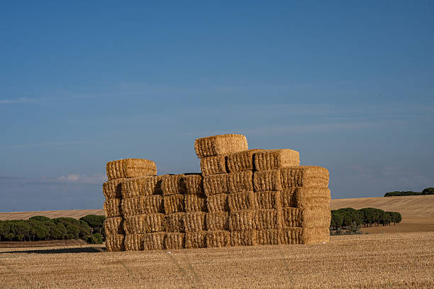 Collecting straw bales, freshly harvested wheat from a field. Matilla de los Caños, Valladolid, Castile and León, Spain - July 20, 2025.