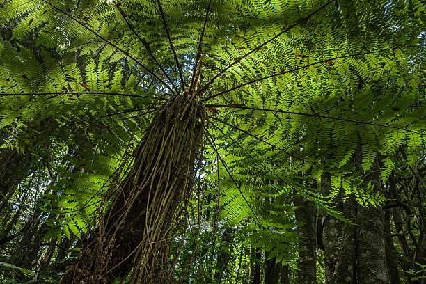 istock Fern tree at North Island New Zealand 2227714700