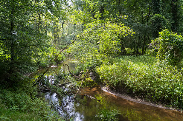 istock Fallen trees and branches obstructing flowing creek in lush forest 2227715997
