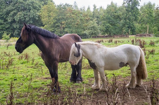 istock Two horses standing on green grass in front of trees 2227716025