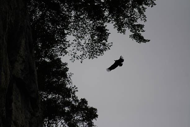 istock Vulture soars into golden light among forest trees 2227716248