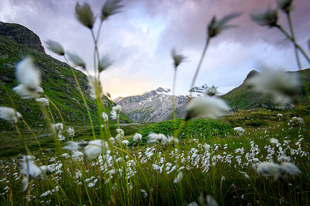 looking trough white flowers to the mountains of the Venediger Gruppe