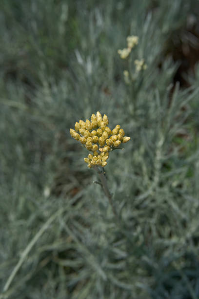 istock Helichrysum italicum plant in bloom 2227717865