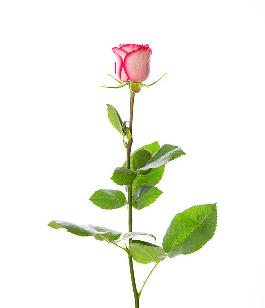 istock Red pink rose on white background. 2227718387