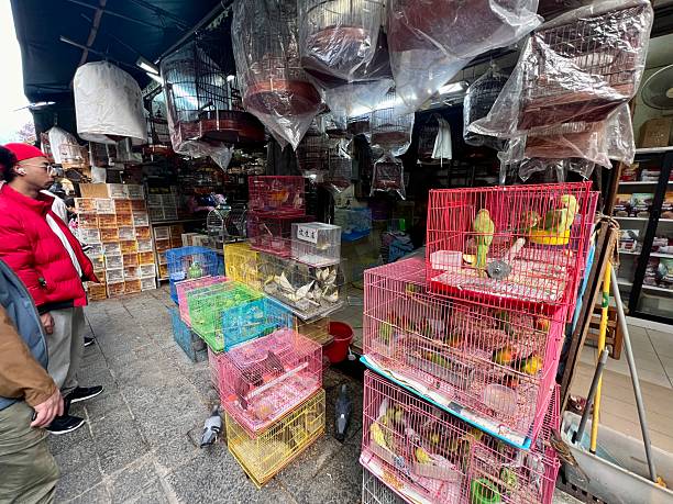 Hong Kong, China - December 31, 2024: The Yuen Po Street Bird Garden in Mong Kok, Hong Kong, featuring numerous bird cages and related paraphernalia. The market is a meeting place for bird owners and a hub for the sale of exotic birds and supplies